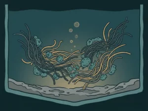 Filamentous bacteria overtaking round microbial flocs in an oxygen-depleted wastewater treatment tank with poor sludge settling.